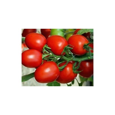 Pianta di Pomodoro F1 Cencara (Vaschetta da 4 piante)