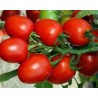 Pianta di Pomodoro F1 Cencara (Vaschetta da 4 piante)
