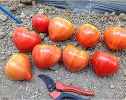 Pianta di Pomodoro Cuor di Bue F1 Cupidissimo (Vaso 10 cm)
