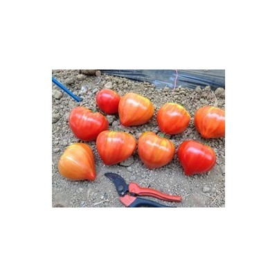 Pianta di Pomodoro Cuor di Bue F1 Cupidissimo (Vaso 10 cm)