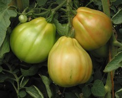 Pianta di Pomodoro Cuor di Bue di Albenga (Vaschetta da 4 piante)