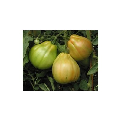 Pianta di Pomodoro Cuor di Bue di Albenga (Vaschetta da 4 piante)