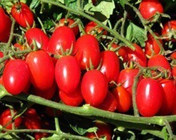 Pianta di Pomodoro Datterino Nano F1 Dolcisio (Vaschetta da 4 piante)