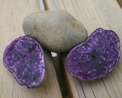 Pianta di Patata viola Bergerac