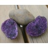 Pianta di Patata viola Bergerac