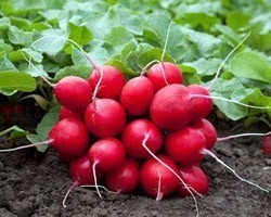 Pianta di Rapanello F1 Tinto