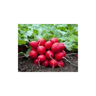 Pianta di Rapanello F1 Tinto