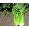 Pianta di Sedano Verde F1 Conga (Vaschetta da 6 piante)