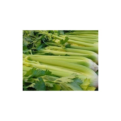 Pianta di Sedano Bianco Golden Spartan (Vaschetta da 6 piante)