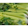 Pianta di Sedano Bianco Golden Spartan (Vaschetta da 6 piante)