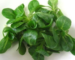Pianta di Valeriana Seme Piccolo Trophy (Vaschetta da 9 piante)