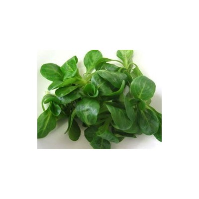 Pianta di Valeriana Seme Piccolo Trophy (Vaschetta da 9 piante)