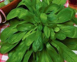 Pianta di Valeriana Seme Grosso Gross Grain (Vaschetta da 9 piante)