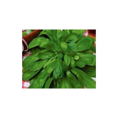 Pianta di Valeriana Seme Grosso Gross Grain (Vaschetta da 9 piante)