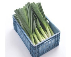 Pianta di Porro Invernale F1 Runner (Vaschetta da 9 piante)