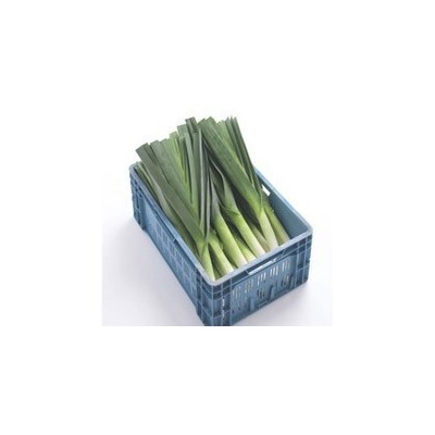 Pianta di Porro Invernale F1 Runner (Vaschetta da 9 piante)