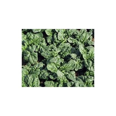 Pianta di Spinacio F1 Reflect