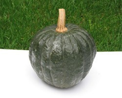 Pianta di Zucca F1 Iron Cup (Vaso 10 cm)