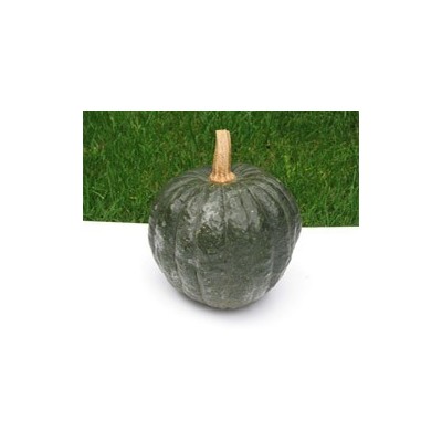 Pianta di Zucca F1 Iron Cup (Vaso 10 cm)
