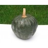 Pianta di Zucca F1 Iron Cup (Vaso 10 cm)