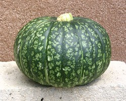 Pianta di Zucca F1 Delica (Vaso 10 cm)