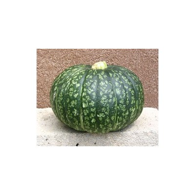 Pianta di Zucca F1 Delica (Vaso 10 cm)