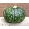 Pianta di Zucca F1 Delica (Vaso 10 cm)