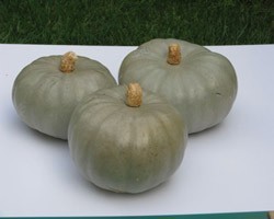 Pianta di Zucca F1 Crown prince (Vaso 10 cm)