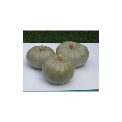 Pianta di Zucca F1 Crown prince (Vaso 10 cm)