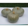 Pianta di Zucca F1 Crown prince (Vaso 10 cm)