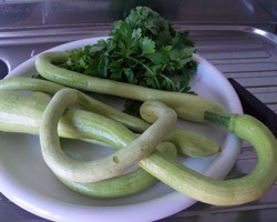 Pianta di Zucca Albenga (Vaso 10 cm)