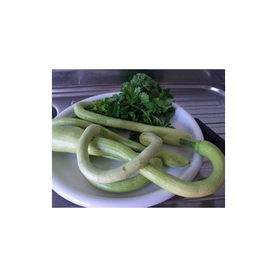 Pianta di Zucca Albenga (Vaso 10 cm)