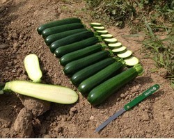 Pianta di Zucchino Verde F1 Aloha (Vashetta da 4 piante)