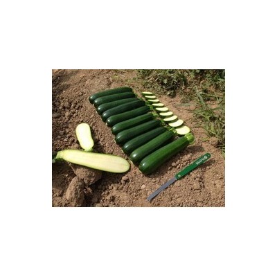 Pianta di Zucchino Verde F1 Aloha (Vashetta da 4 piante)