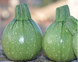 Pianta di Zucchino Tondo F1 Galilèe (Vaso 10 cm)