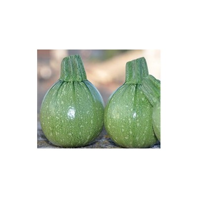 Pianta di Zucchino Tondo F1 Galilèe (Vaso 10 cm)