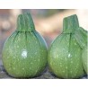 Pianta di Zucchino Tondo F1 Galilèe (Vaso 10 cm)