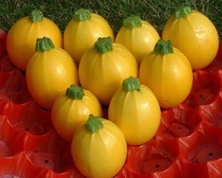 Pianta di Zucchino Giallo Tondo F1 Floridor (Vaso 10 cm)