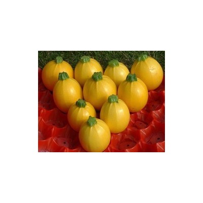 Pianta di Zucchino Giallo Tondo F1 Floridor (Vaso 10 cm)