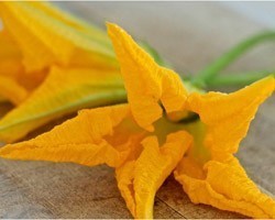 Pianta di Zucchino da fiore