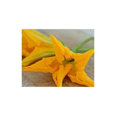 Pianta di Zucchino da fiore