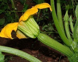 Pianta di Zucchino chiaro F1 Amalthèe (Vaschetta da 4 piante)