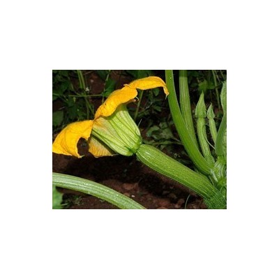 Pianta di Zucchino chiaro F1 Amalthèe (Vaschetta da 4 piante)