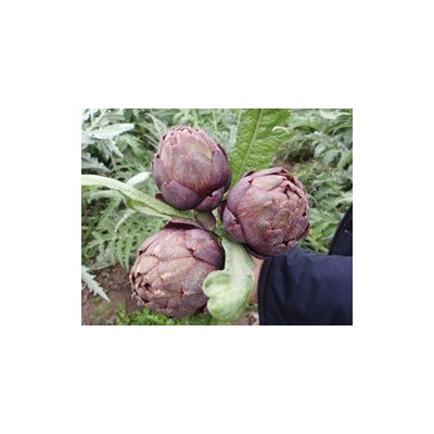 Pianta di Carciofo F1 Caio (Vaso 10 cm)