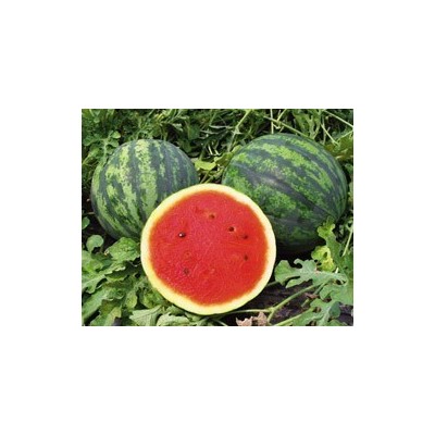 Pianta di Anguria Modellino (Vaso 10 cm)