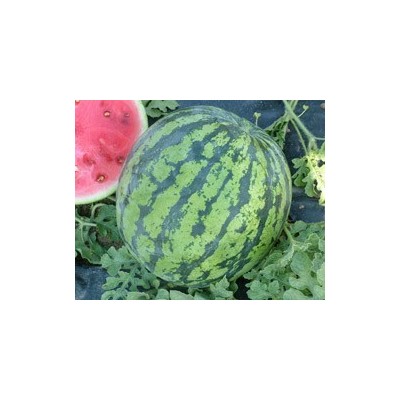 Pianta di Anguria Asahi Miyako (Vaso 10 cm)