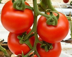 Pianta di Pomodoro a Grappolo Faustyno (vaso 10 cm)