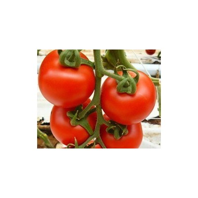 Pianta di Pomodoro a Grappolo Faustyno (vaso 10 cm)