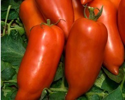 Pianta di Pomodoro a Corno F1 Cornabel (Vaschetta da 4 piante)