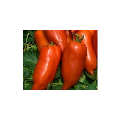 Pianta di Pomodoro a Corno F1 Cornabel (Vaschetta da 4 piante)